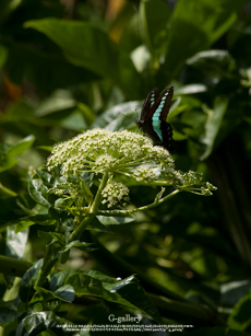 P5259563-E-1m.jpg