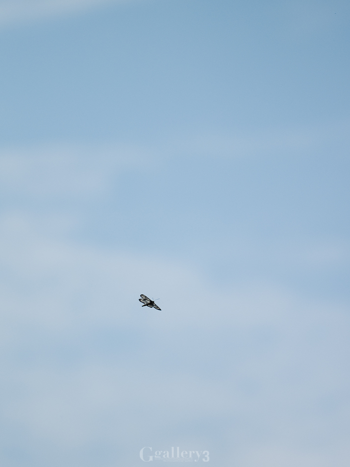 P5300015-1150.jpg