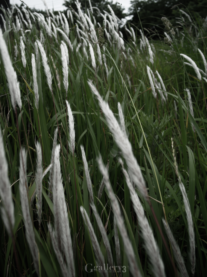 P5303918-30021.jpg
