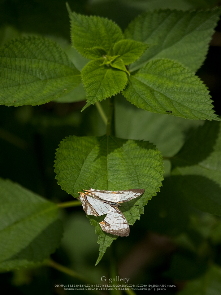 P6129600_E-1.jpg