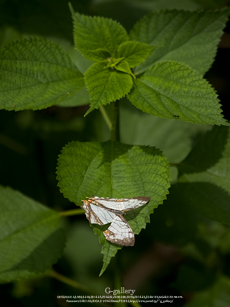 P6129600_E-1m.jpg