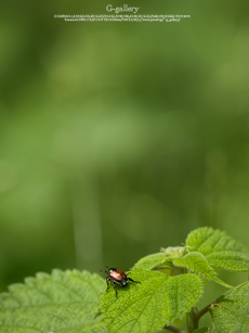 P6129607_E-1m.jpg