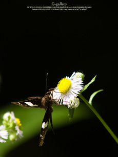P6129650_E-1m.jpg