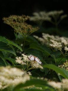 P6140108-150225m.jpg