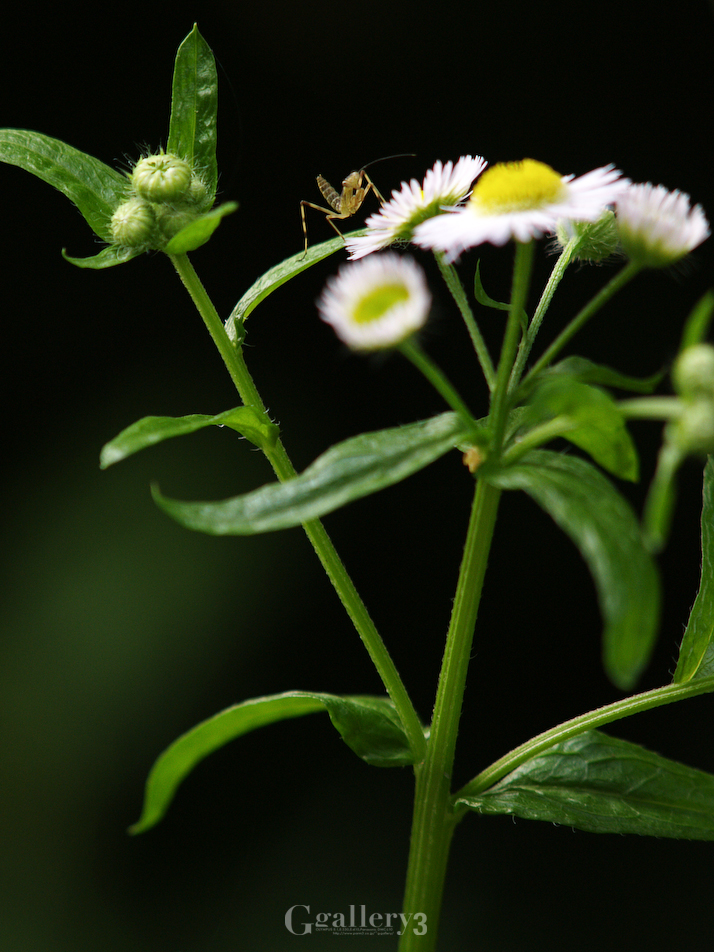 P6140168-150238.jpg