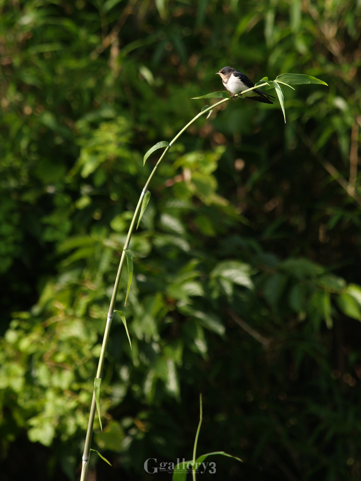P6140284-150260.jpg