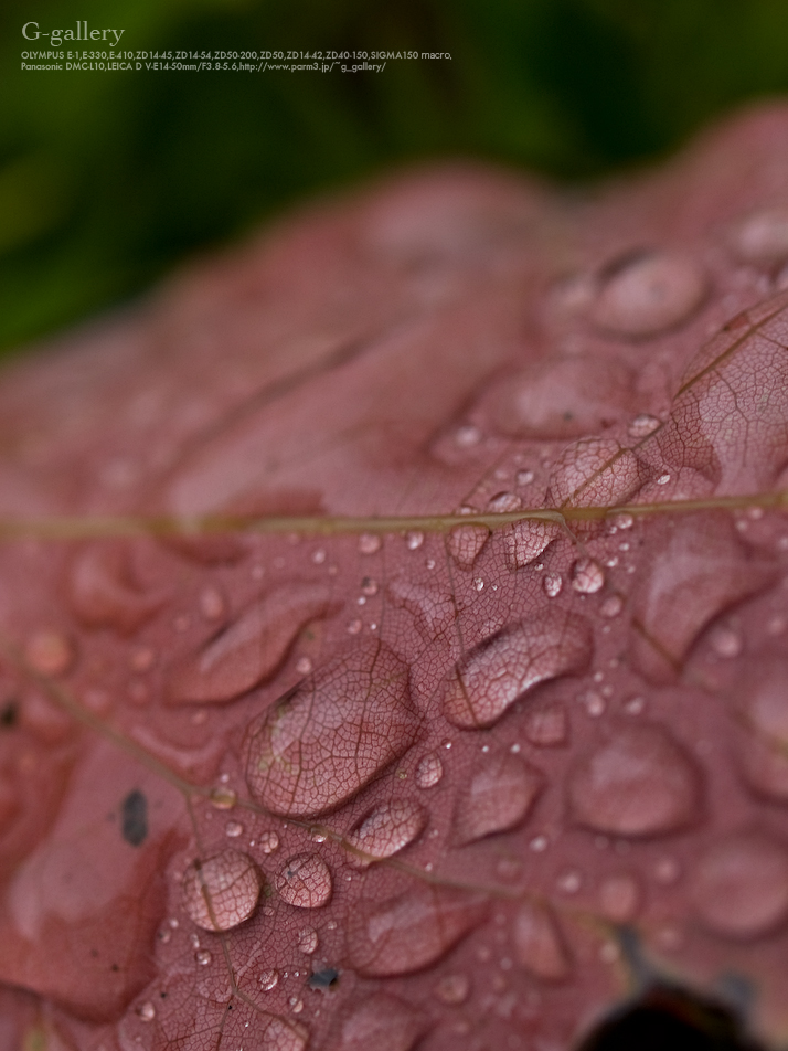 P6150009_E-1.jpg