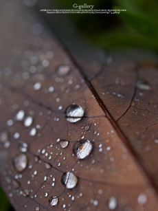 P6150015_E-1m.jpg