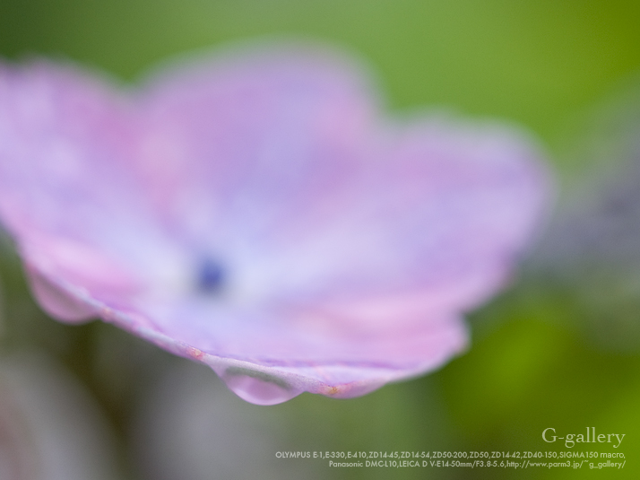 P6159742_E-1.jpg