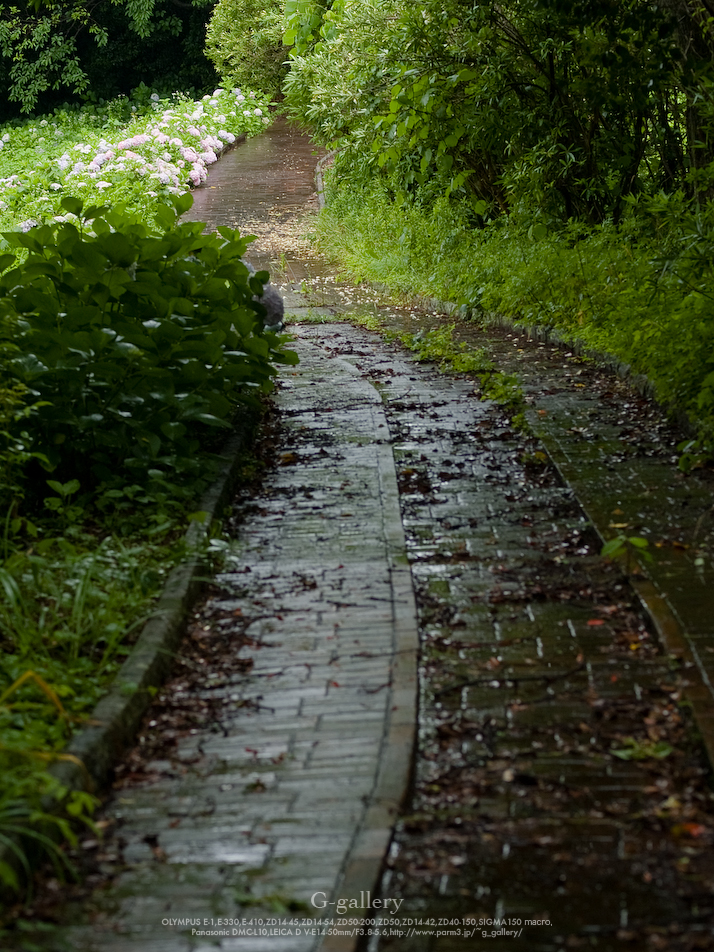 P6159750_E-1.jpg