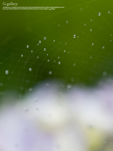 P6159815_E-1m.jpg