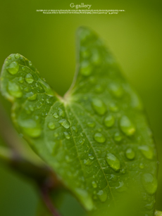 P6159836_E-1m.jpg
