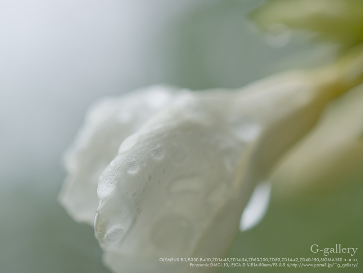 P6159841_E-1.jpg