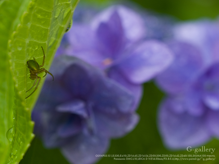 P6159896_E-1.jpg