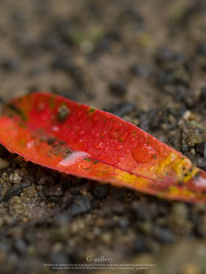 P6159989_E-1.jpg