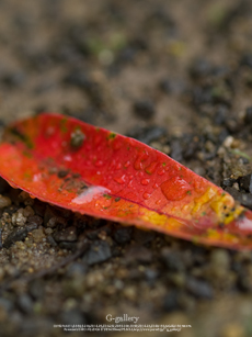 P6159989_E-1m.jpg