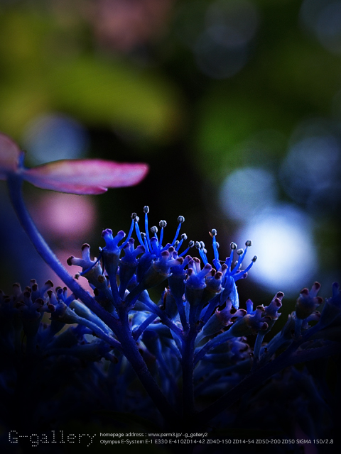 P6170694_410_42.jpg