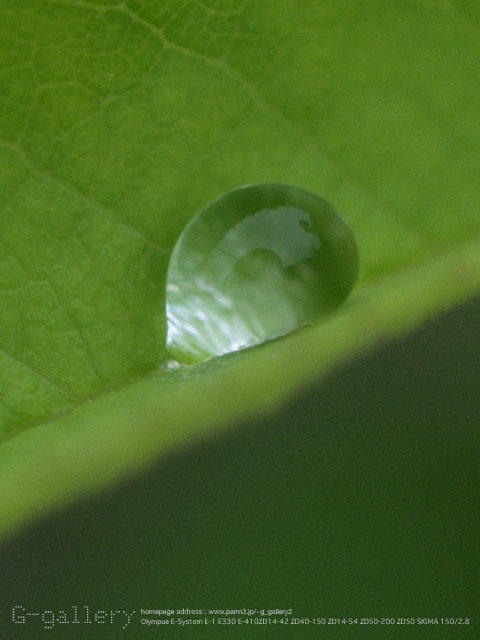 P6300114_E-1_50.jpg