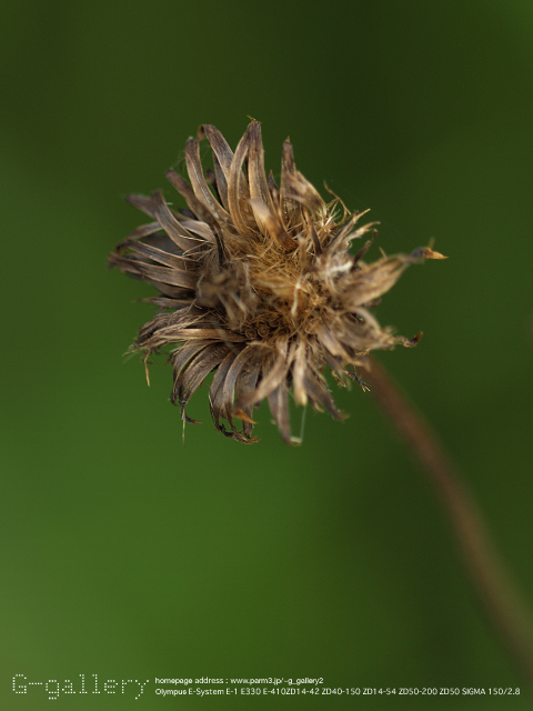 P7160667_410_150.jpg