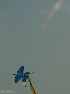 P7260597-50m.jpg