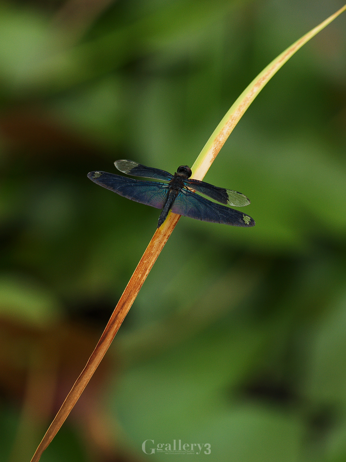 P7260678-56.jpg