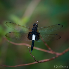P7260816-58m.jpg