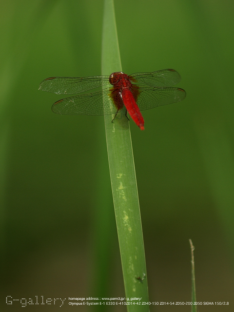 P7290076_3.jpg