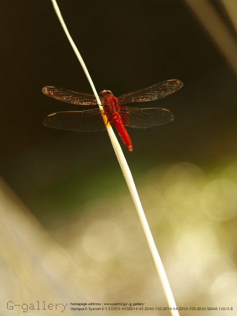 P7290115_2.jpg