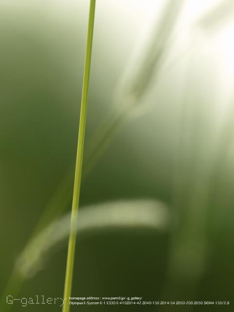 P7290126_1.jpg