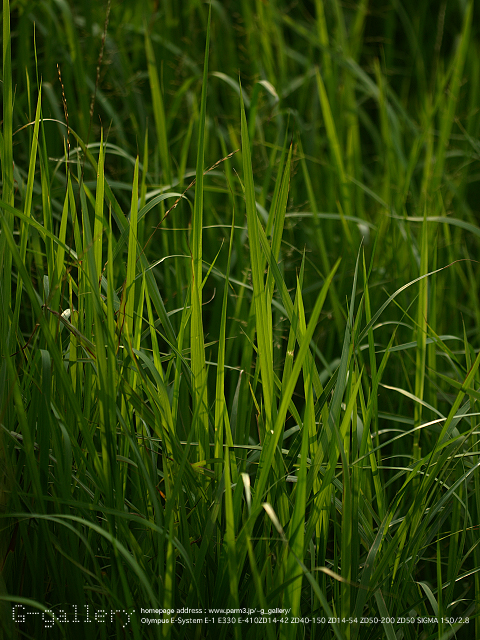 P7290286.jpg