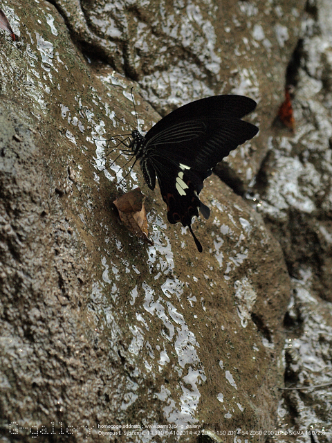 P8058367_410_150.jpg