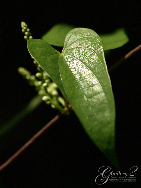 P8058388_410_150.jpg