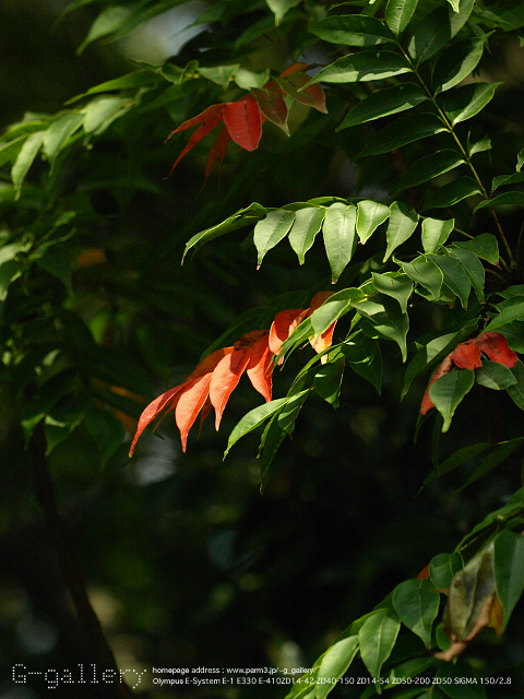 P8058415_410_150.jpg