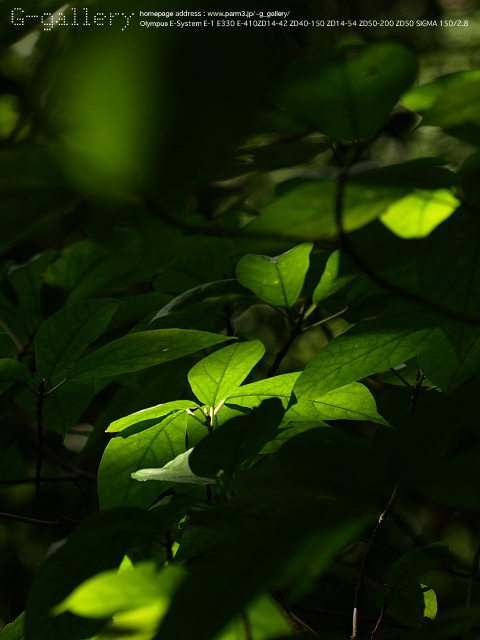P8058472_410_150.jpg