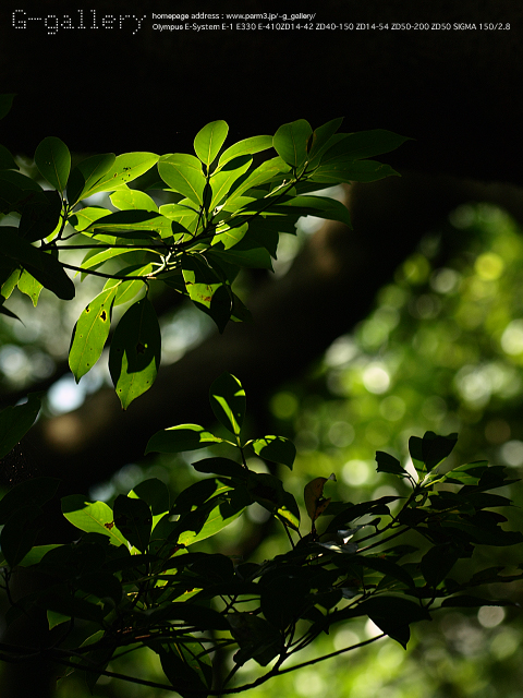 P8058475_410_150.jpg