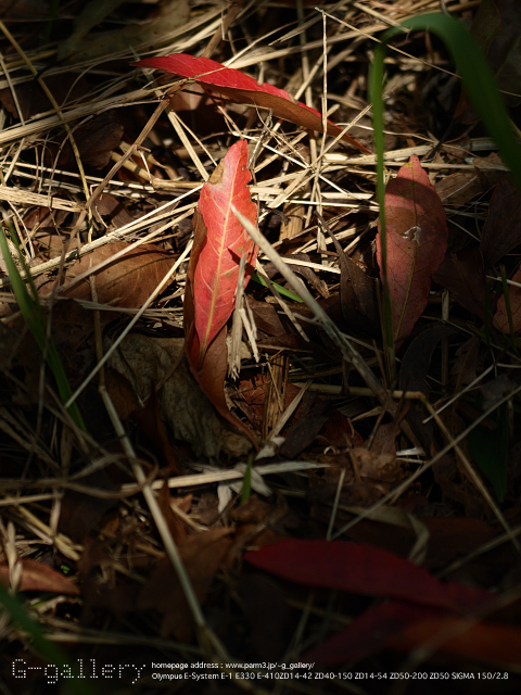 P8058487_410_150.jpg