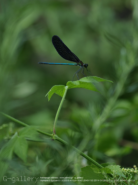 P8188802_410_150.jpg