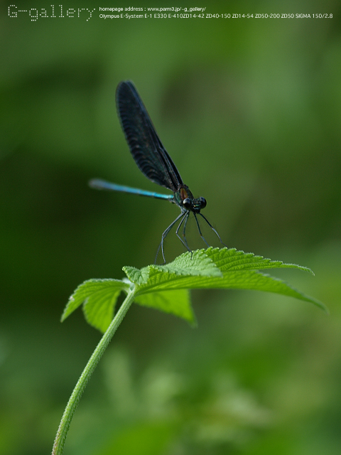 P8188808_410_150.jpg