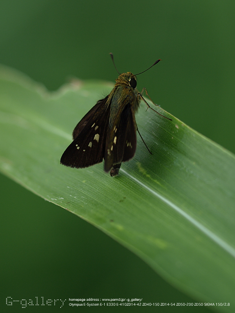 P8188826_410_150.jpg