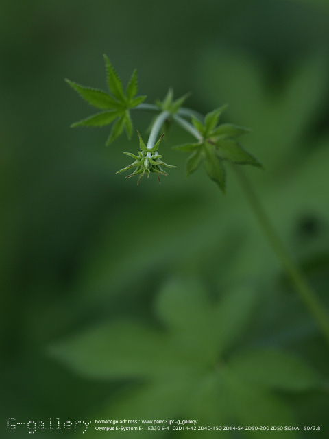 P8188842_410_150.jpg