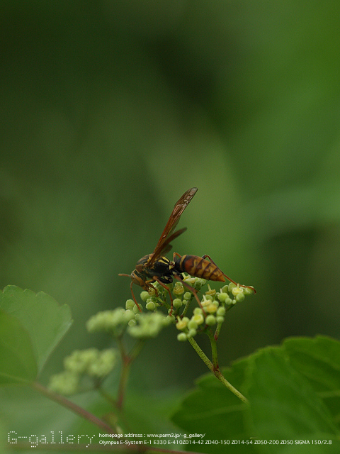 P8198872_410_150.jpg