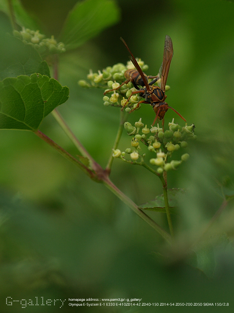 P8198877_410_150.jpg