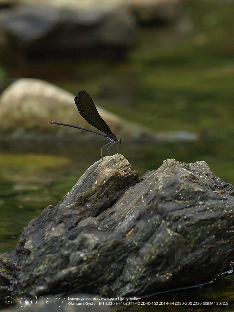 P8198911_410_150.jpg