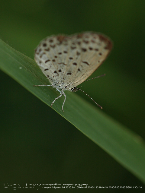 P8198926_410_150.jpg
