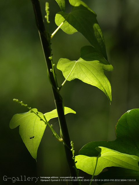 P8208980_410_150.jpg