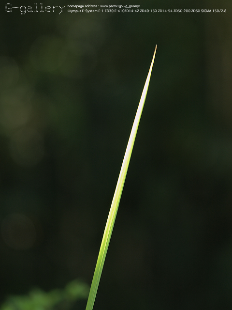 P8208995_410_150.jpg