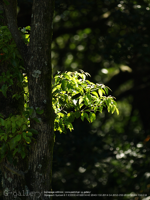 P8209001_410_150.jpg