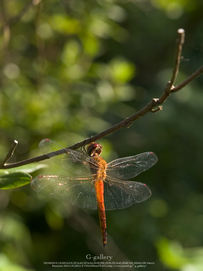 P8240561-3.jpg