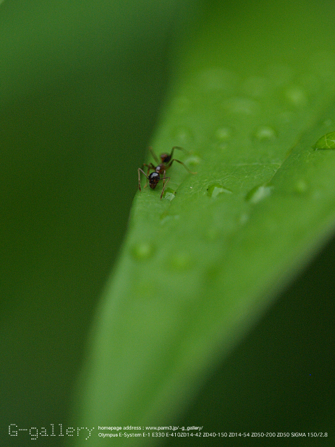 P9019085_E-1_150.jpg
