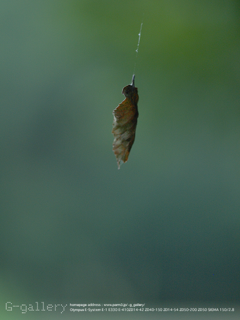 P9019129_E-1_150.jpg